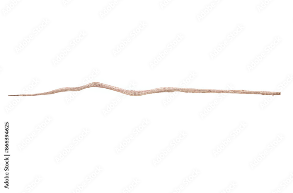shed skin of a snake on white, isolated shed skin of a snake on white, isolated