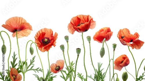 Red Poppy Flowers in Bloom