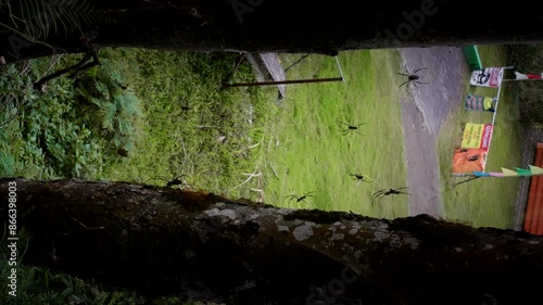 Vertical - Giant Golden Orb Weaver Spiders On Webs Between Trees At The Park In Indonesia. photo