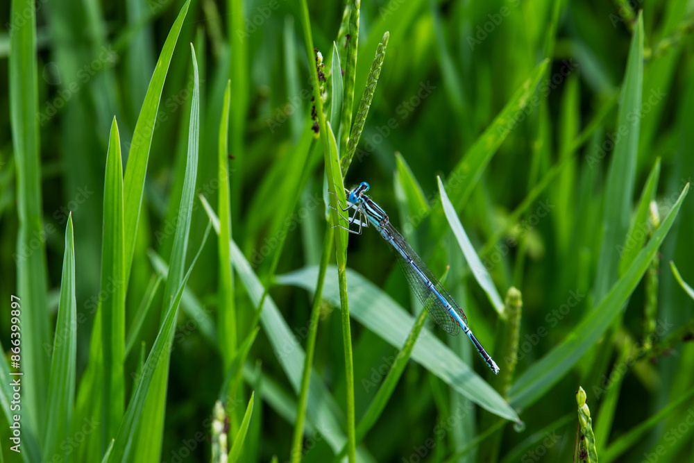 dragonfly dragonfly
