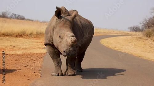 Dehorned White Rhino standing in the road turning head, slow motion