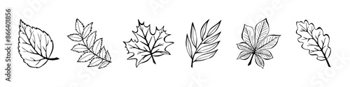 Collection Autumn Leaves In Hand Drawn Style on White Background. Vector Illustration Set Doodle Autumn Leaves. Design for Banner, Poster, Postcard. Elements for Wedding Invitations.