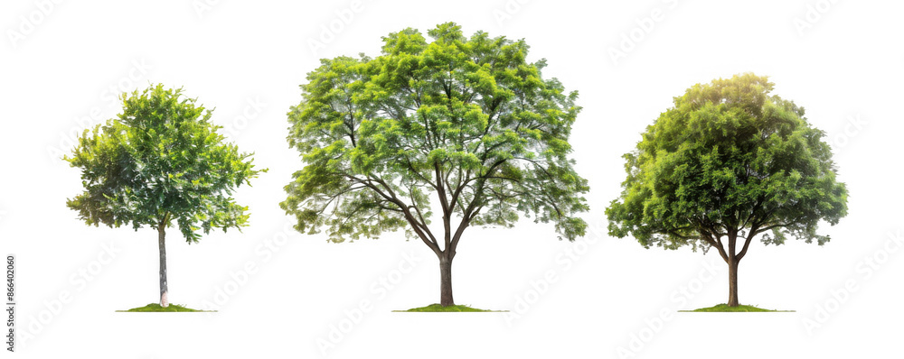 Fototapeta premium Three Green Trees of Varying Sizes