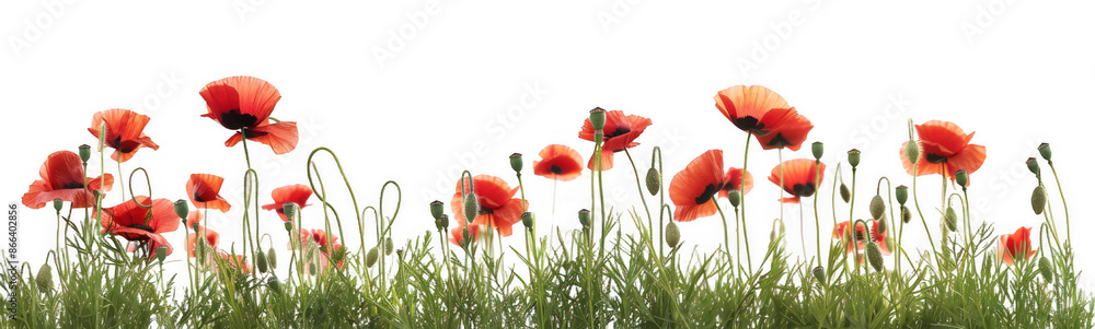 Fototapeta premium Field of Red Poppies