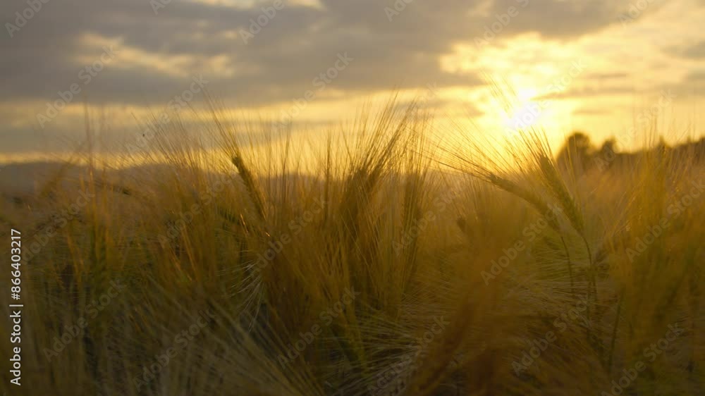 Close up of a wheat field at sunset Close up of a wheat field at sunset