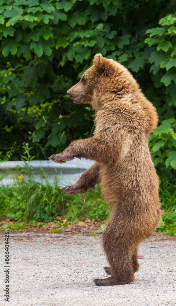 Obraz premium Young bear in Romania