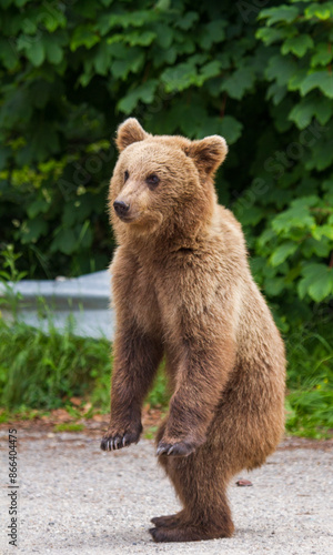 Wallpaper Mural Young bear Torontodigital.ca