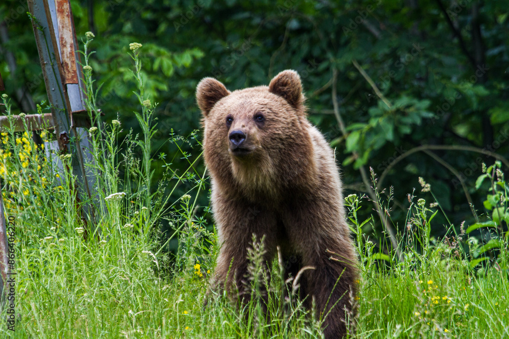 Obraz premium Young bear in Romania