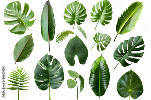 Set of Tropical leaves isolated on transparent background