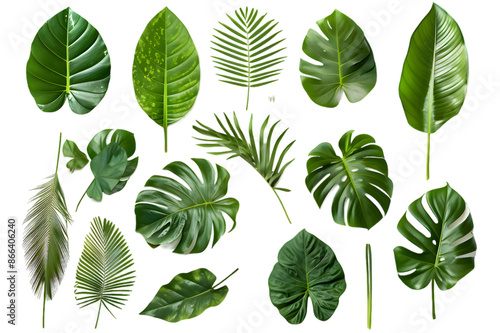 Set of Tropical leaves isolated on transparent background