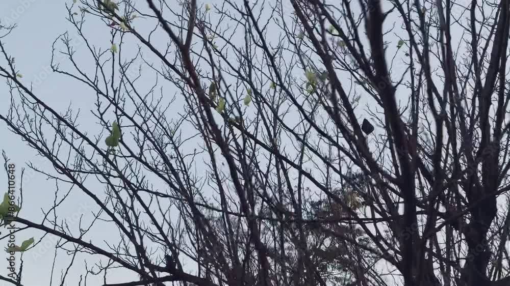 landscape of a forest with trees and birds looking at the sky landscape of a forest with trees and birds looking at the sky