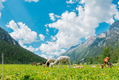 Alpacas Grazing in the Majestic Alp Mountain View photo