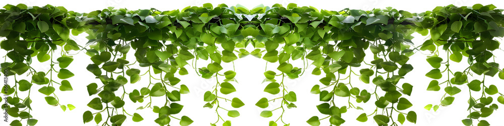 Green leaves hanging vines ivy bush isolated on transparent background Green leaves hanging vines ivy bush isolated on transparent background