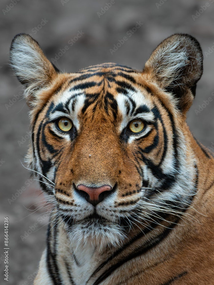 Fototapeta premium Close-up portrait of a Bengal tiger with piercing eyes and detailed fur in a natural habitat