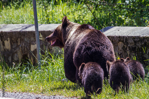 Bears on the Transfagarasan Highway in Romania
