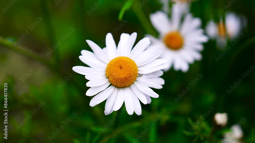 Close up of blooming common daisy with blurry green grass background Close up of blooming common daisy with blurry green grass background