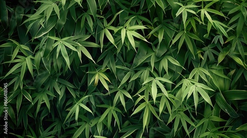 Green bamboo foliage background © 2rogan