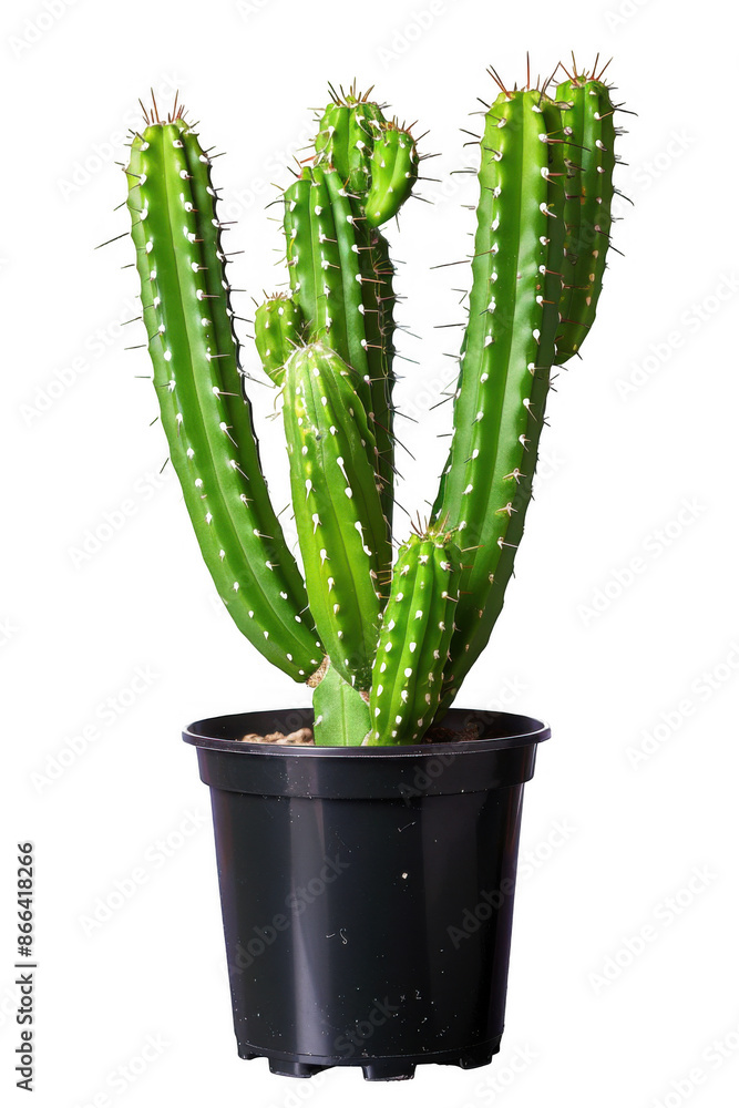 Potted Cactus with Elongated Stems Potted Cactus with Elongated Stems