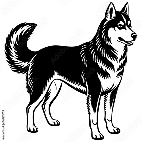 Siberian husky dog silhouette full body standing  for graphic design vector and illustration on white Background