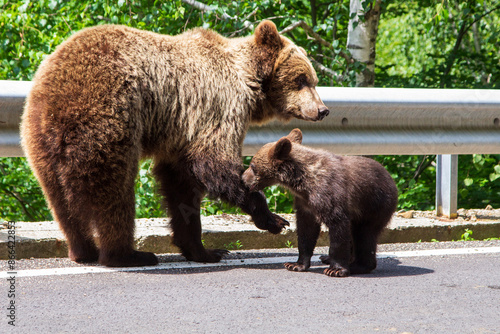 She-bear with cubs at the 