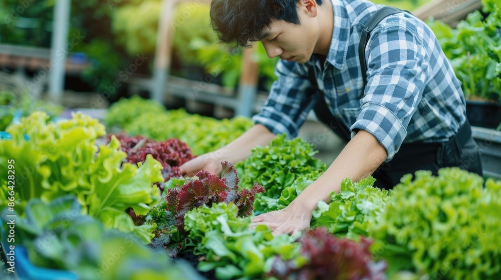 Gardener caring for various leafy greens in a vibrant, lush vegetable garden. Gardener caring for various leafy greens in a vibrant, lush vegetable garden.