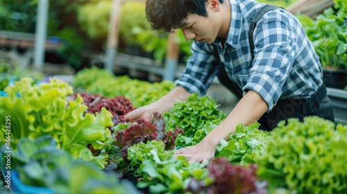 Wallpaper Mural Gardener caring for various leafy greens in a vibrant, lush vegetable garden. Torontodigital.ca