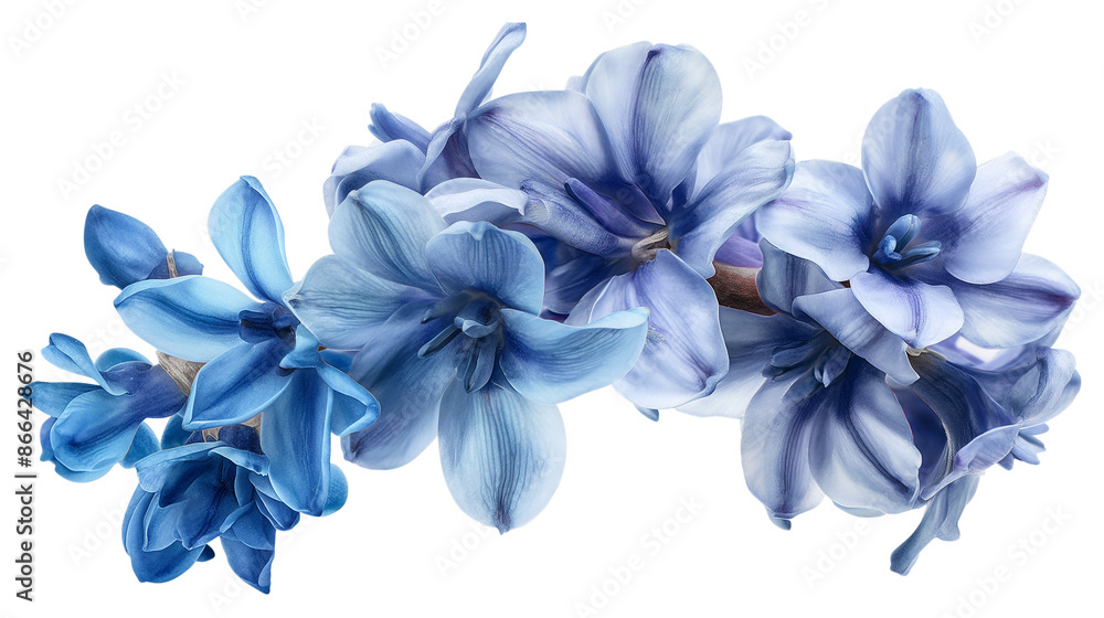 Fototapeta premium Blue hyacinth flower PNG botanical isolated on a transparent background