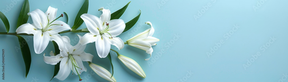 Fototapeta premium Elegant white lilies for condolence cards