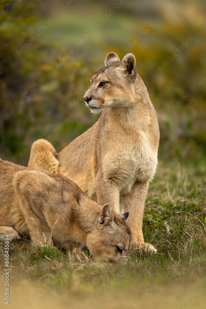 Puma sits in scrubland by another drinking