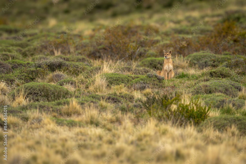 Puma sits staring in grassland among bushes Puma sits staring in grassland among bushes