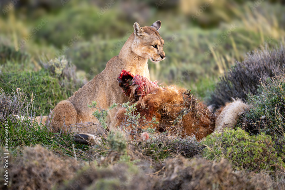 Puma sits with guanaco carcase in bushes Puma sits with guanaco carcase in bushes