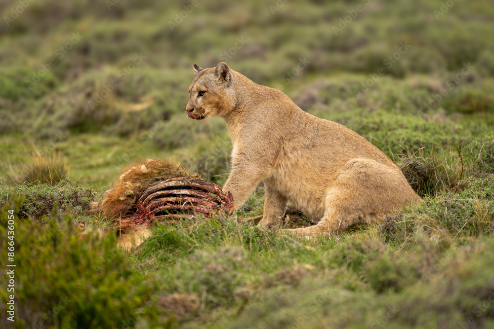 Naklejka premium Puma sits with guanaco carcase licking lips