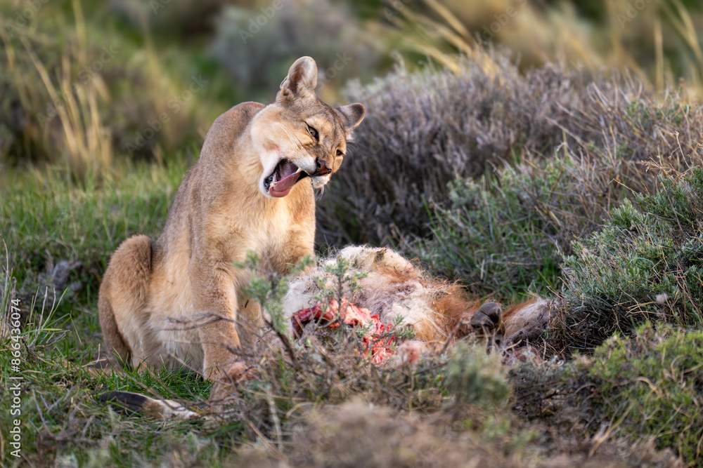Puma sits yawning amongst bushes with carcase Puma sits yawning amongst bushes with carcase