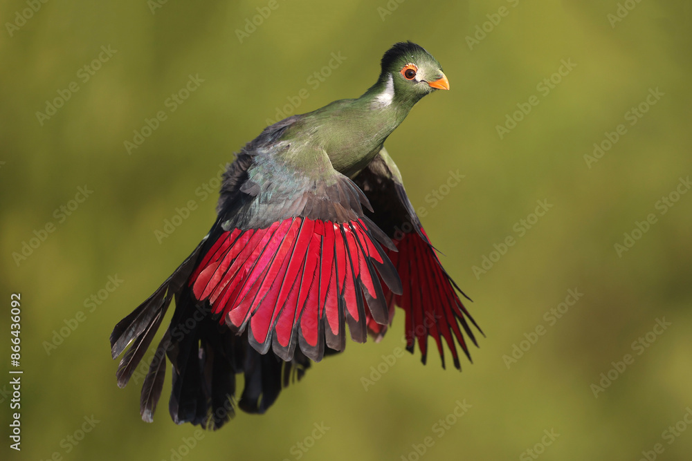 Fototapeta premium A White-cheeked Turaco in flight