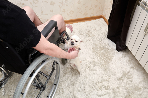 Disabled sits in wheelchair at home. Plays with dog. Pet looking in the eyes. Training. Stands on hind legs. Pastime. Best friend. International Day Rights of Persons with Disabilities. Unemployed photo