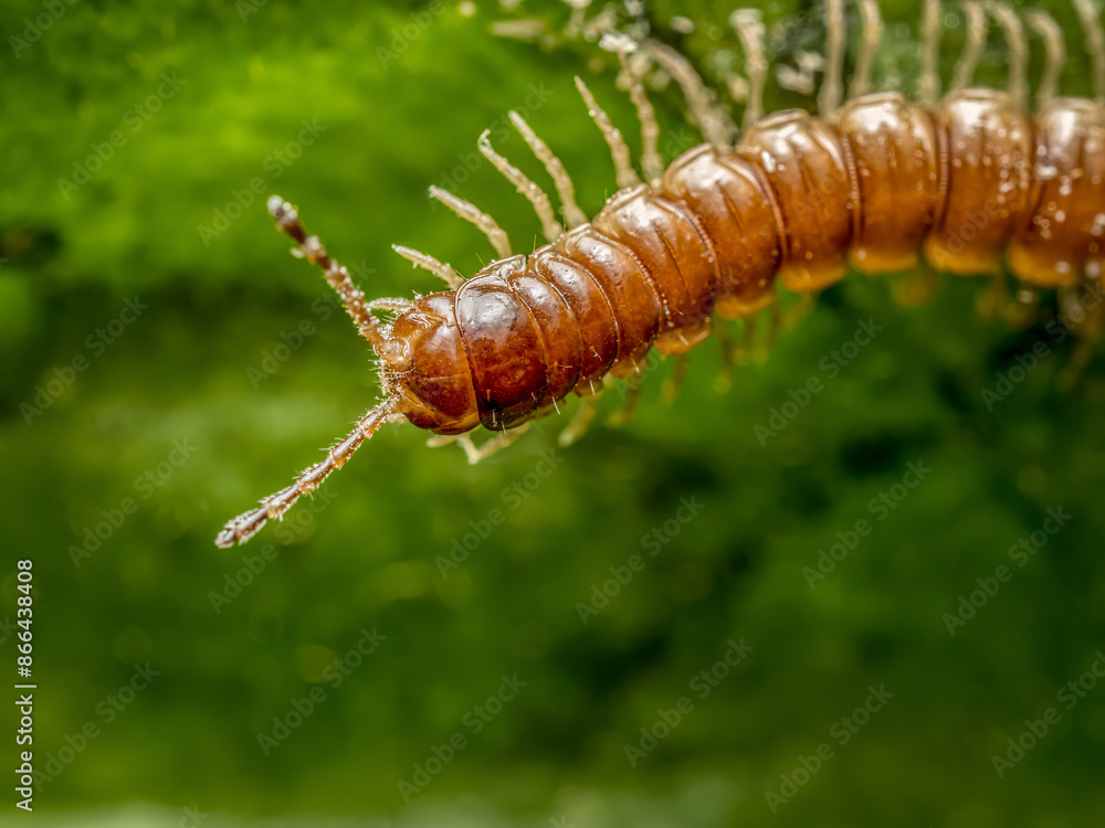 Centipede crawling on green leaf Centipede crawling on green leaf