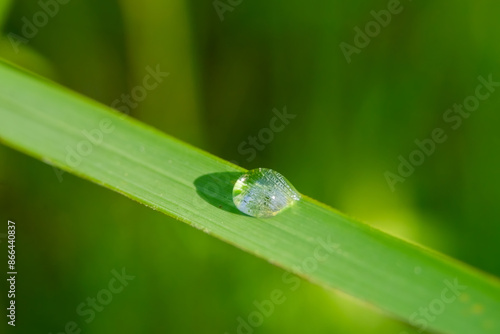 close-up photo of morning dew on leaves, natural water drops for background