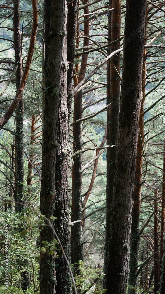Obraz premium Trees next to the hiking trail Cami del Pas de Tronquet Majobarnes from La Massana to Xixerella in Andorra in June