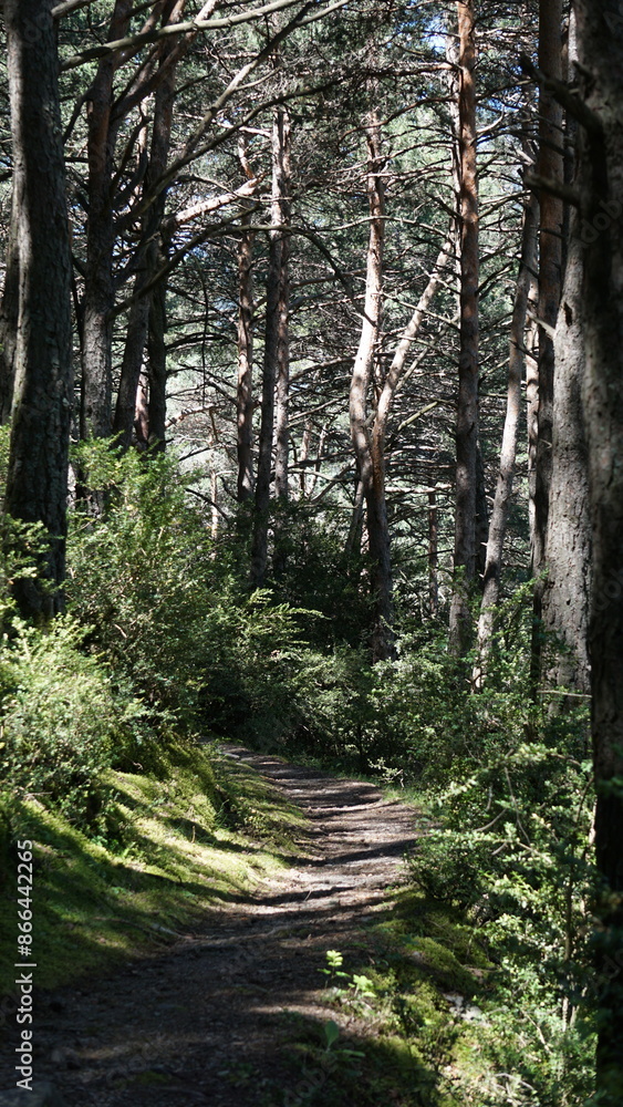 A hiking trail close to Aixovall in Andorra in June A hiking trail close to Aixovall in Andorra in June