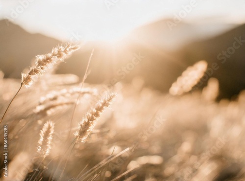 Wheat leaves moved by the wind on the field at sunset golden hour