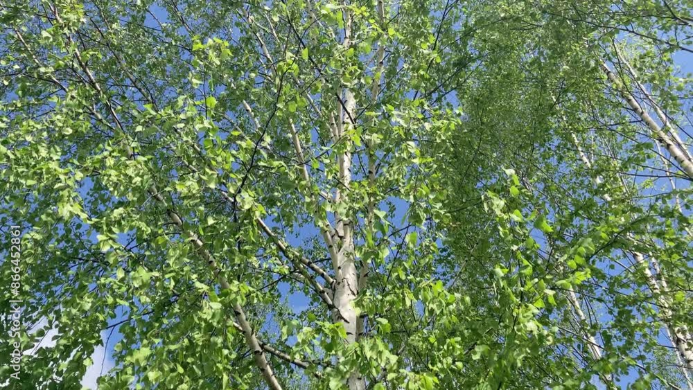 Blooming tree Birch on spring sunny day. The fresh green of young birch leaves on clear blue sky background. Natural background. The problem of allergy to birch blossoming. Selective focus Blooming tree Birch on spring sunny day. The fresh green of young birch leaves on clear blue sky background. Natural background. The problem of allergy to birch blossoming. Selective focus