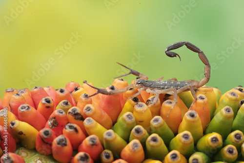A Chinese swimming scorpion is looking for prey on wild fruit bunches. This Scorpion has the scientific name Lychas mucronatus.
