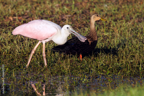 A roseate spoonbill (Platalea ajaja) sharing the edge of a puddle with a duck in Sarasota, Florida photo