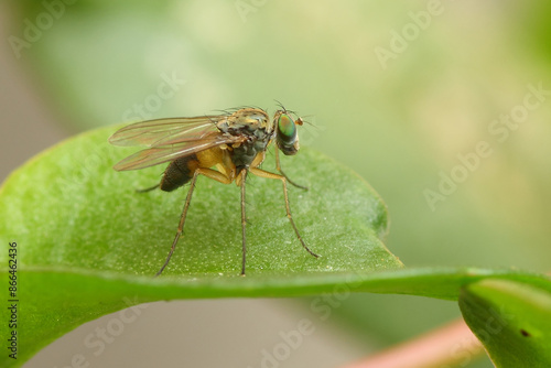 a condylostylus fly in nature perched on a leaf, macro photography, close up, wildlife, insect.