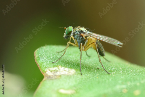 a condylostylus fly in nature perched on a leaf, macro photography, close up, wildlife, insect.