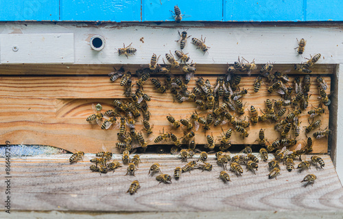 A swarm of bees at the entrance to the hive