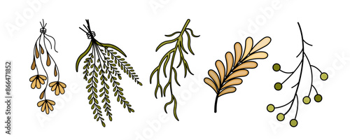 set Dry Herbs, Dried Flowers. Natural medicine. Colored Vector chamomile, calendula, leaves, twigs.