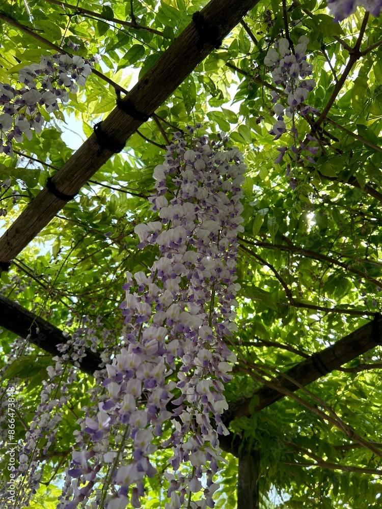 Fototapeta premium 藤,Japanese Wisteria