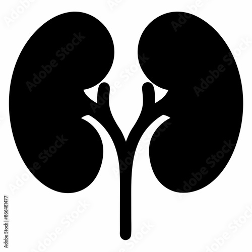 Kidneys silhouette vector illustration and svg