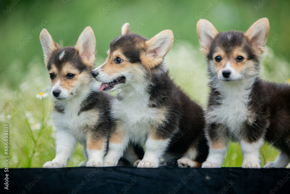 corgi puppies corgi puppies